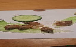 Snails invertebrates for sale: African Land Snails Hatched 21/4/25 - Image 9