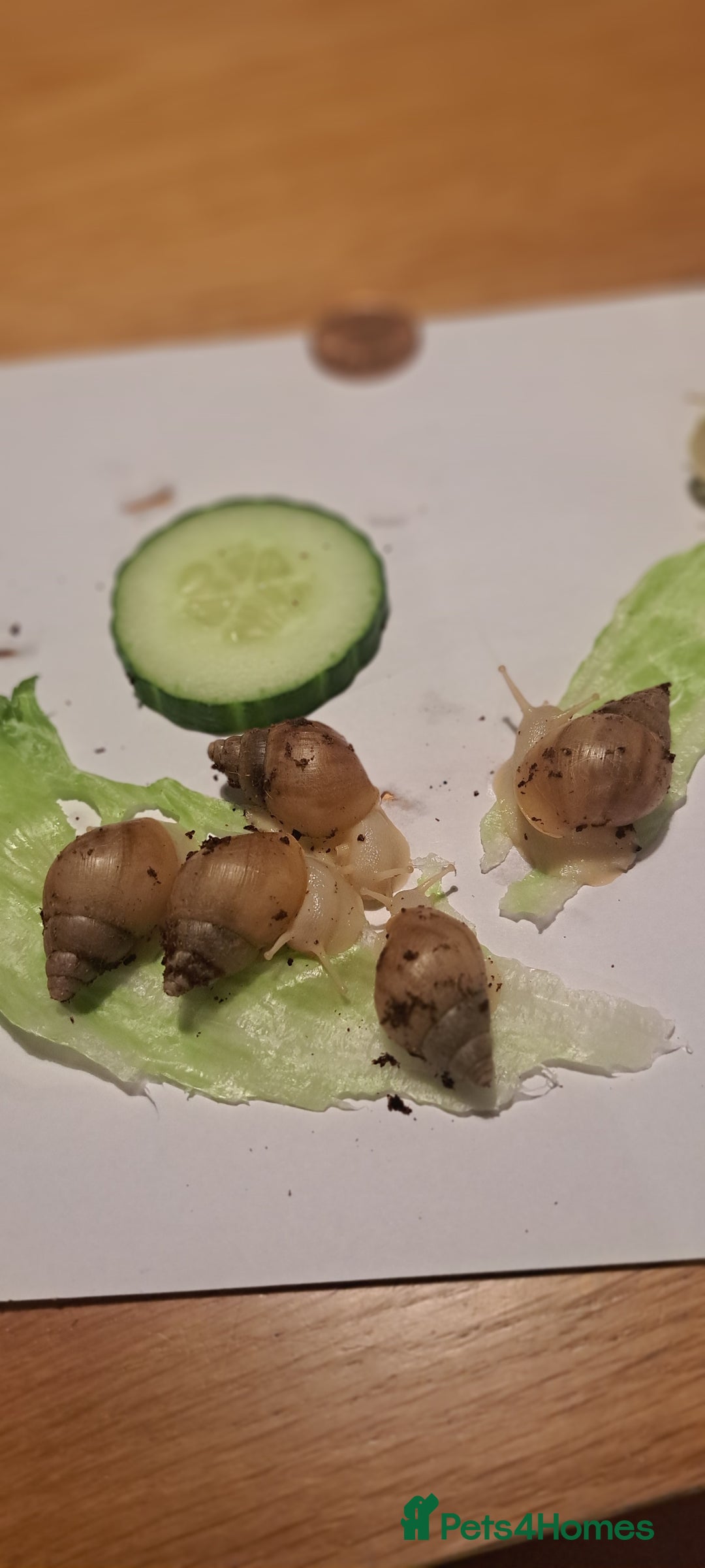 Snails invertebrates for sale: African Land Snails Hatched 21/4/25 - Image 9