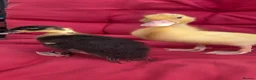 Ducks poultry for sale:  Pure bred Miniature call Ducklings  - Advert 4