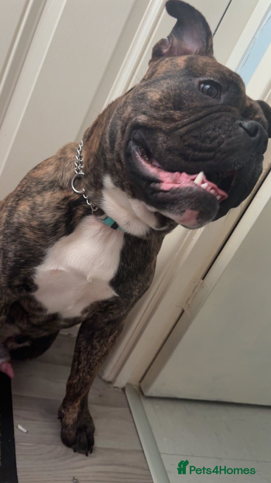 Olde English Bulldogge dogs for sale: 🐾 For Sale:10-Month-Old Olde English Bulldogge 🐾 - Image 1