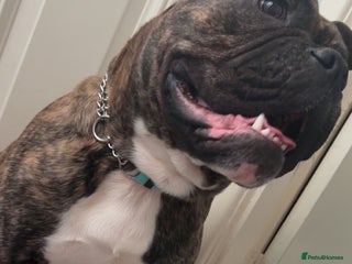 Olde English Bulldogge dogs - Advert 2