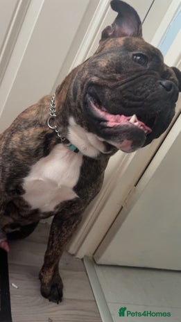 Olde English Bulldogge dogs - Advert 3