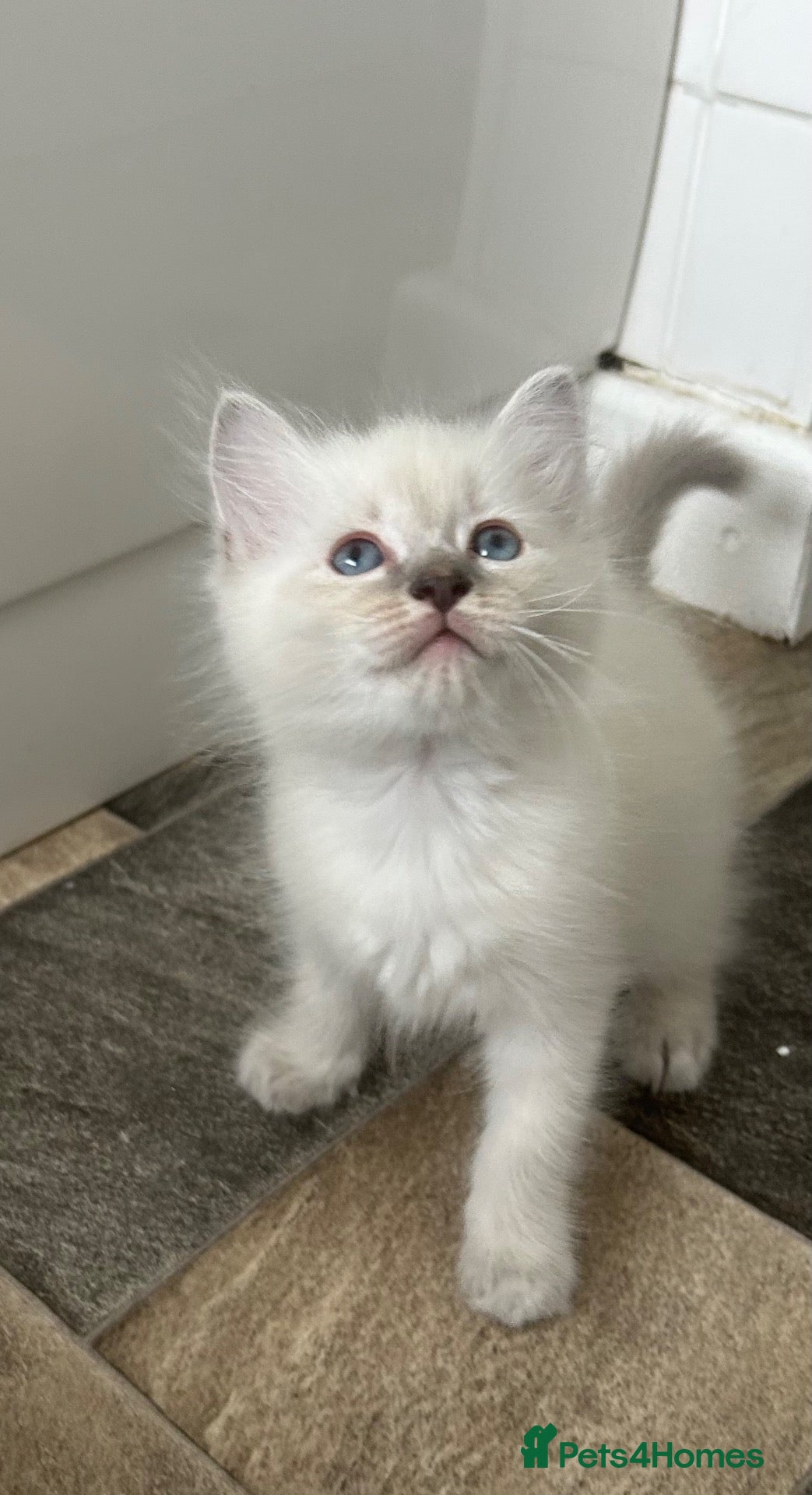 Ragdoll cats Beautiful pure Lynx Ragdoll male  - Advert 1