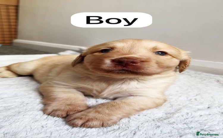 Labrador Retriever dogs - Advert 10