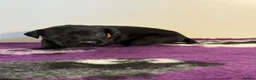 Mixed Breed dogs for sale: READY TO LEAVE! GWP X Labrador puppies - Advert 25