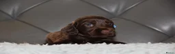 Cocker Spaniel dogs for sale: Kc Reg Show Type Cocker Spaniel  Health Tested - Advert 19
