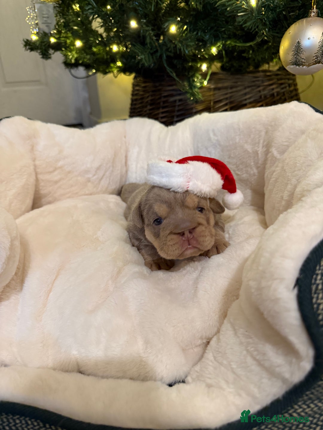 English Bulldog dogs for sale: English Bulldog Puppies Looking for Loving Homes🐶 - Image 6