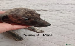 Whippet dogs for sale: *LAST MALE PUPPY* Beautiful KC Registered Puppies - Image 4