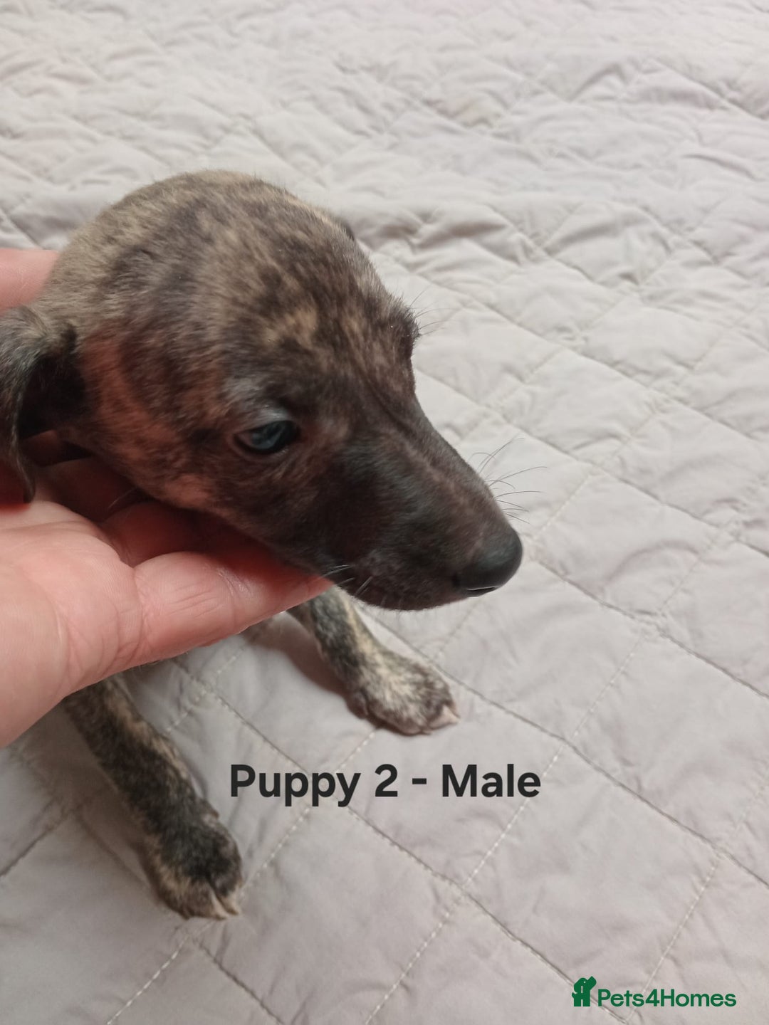 Whippet dogs for sale: *LAST MALE PUPPY* Beautiful KC Registered Puppies - Image 4