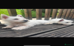 West Highland Terrier dogs for sale: Beautiful Westhighland White Terriers - Image 2