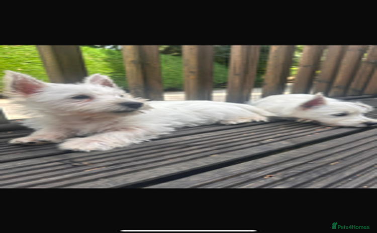 West Highland Terrier dogs - Advert 1