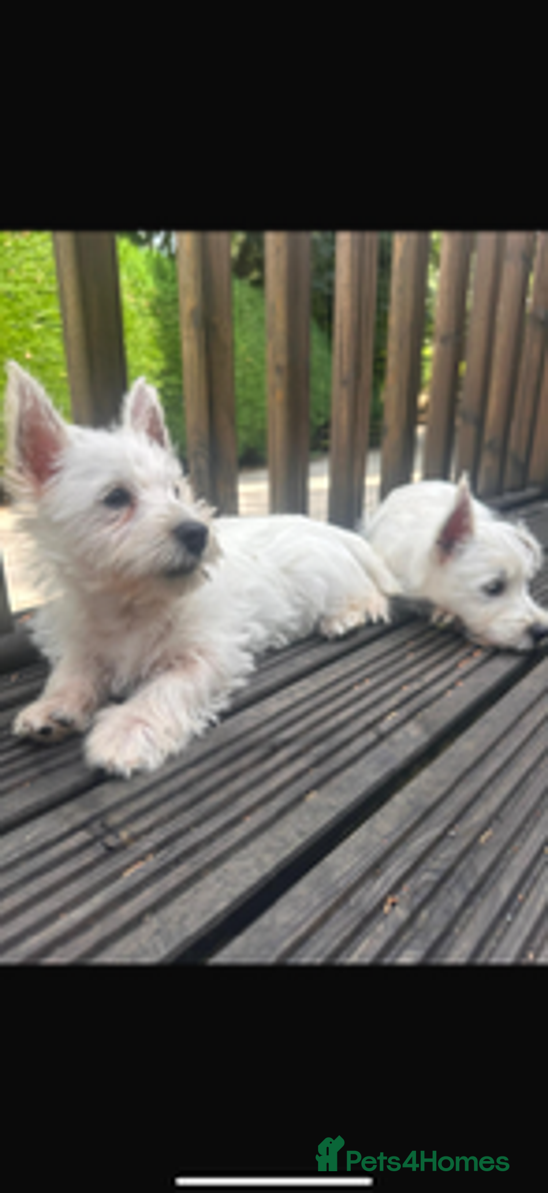 West Highland Terrier dogs for sale: Beautiful Westhighland White Terriers - Image 2