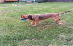 Mixed Breed dogs for sale: Border Terrier cross Cockapoo  - Advert 4