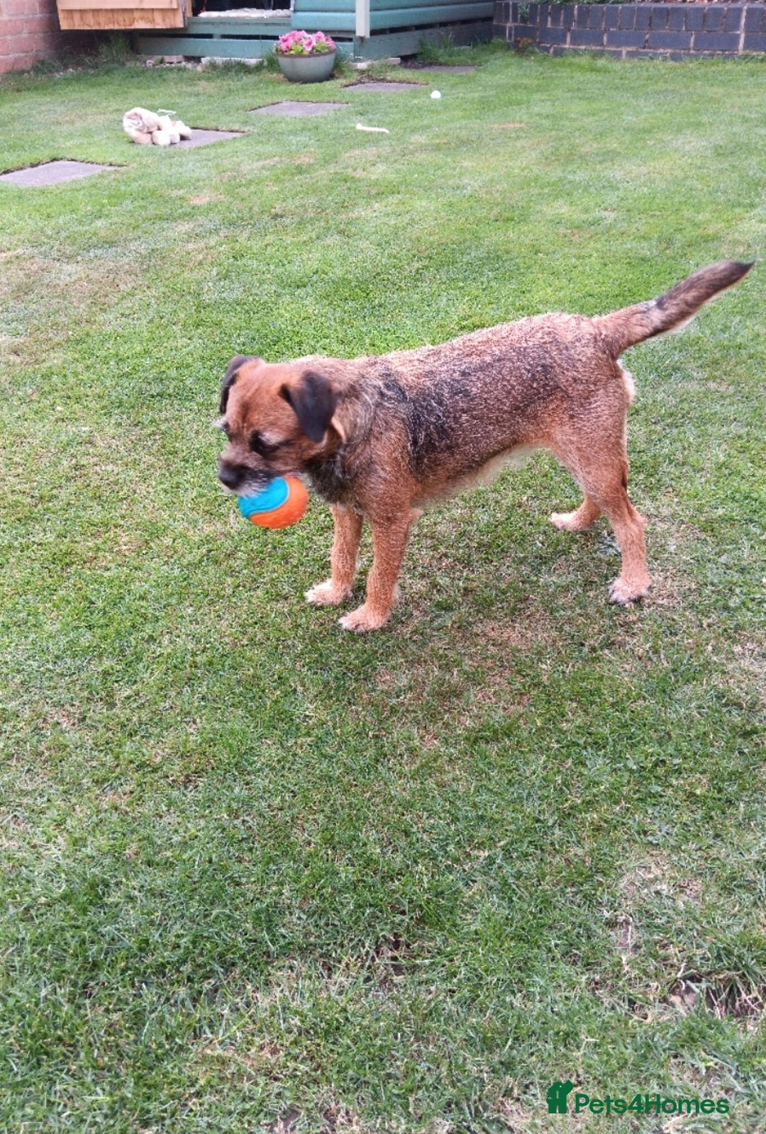 Mixed Breed dogs for sale: Border Terrier cross Cockapoo  - Advert 4