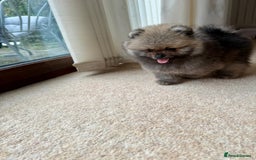 Pomeranian dogs for sale: Teddy Face Pomeranian Champion European Bloodline  - Image 14