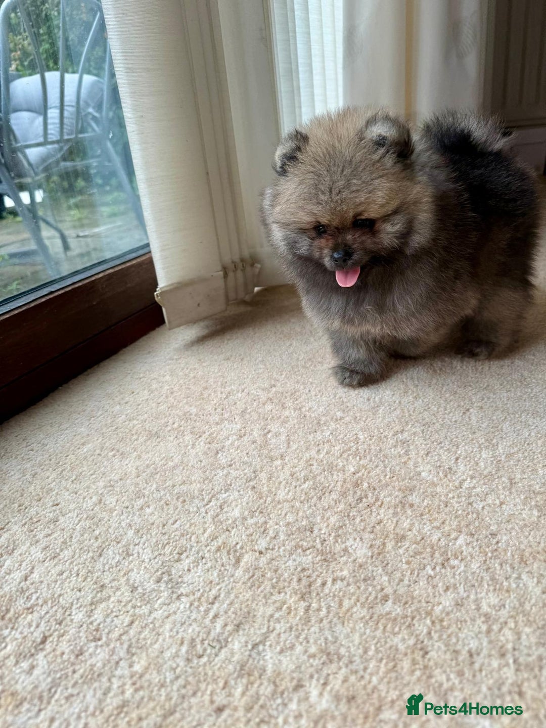 Pomeranian dogs for sale: Teddy Face Pomeranian Champion European Bloodline  - Image 14