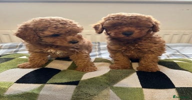 Toy Poodle dogs - Advert 13