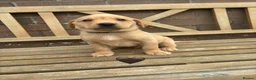 Labrador Retriever dogs for sale: Stunning Fox Red & Golden Labrador Puppies - Advert 24