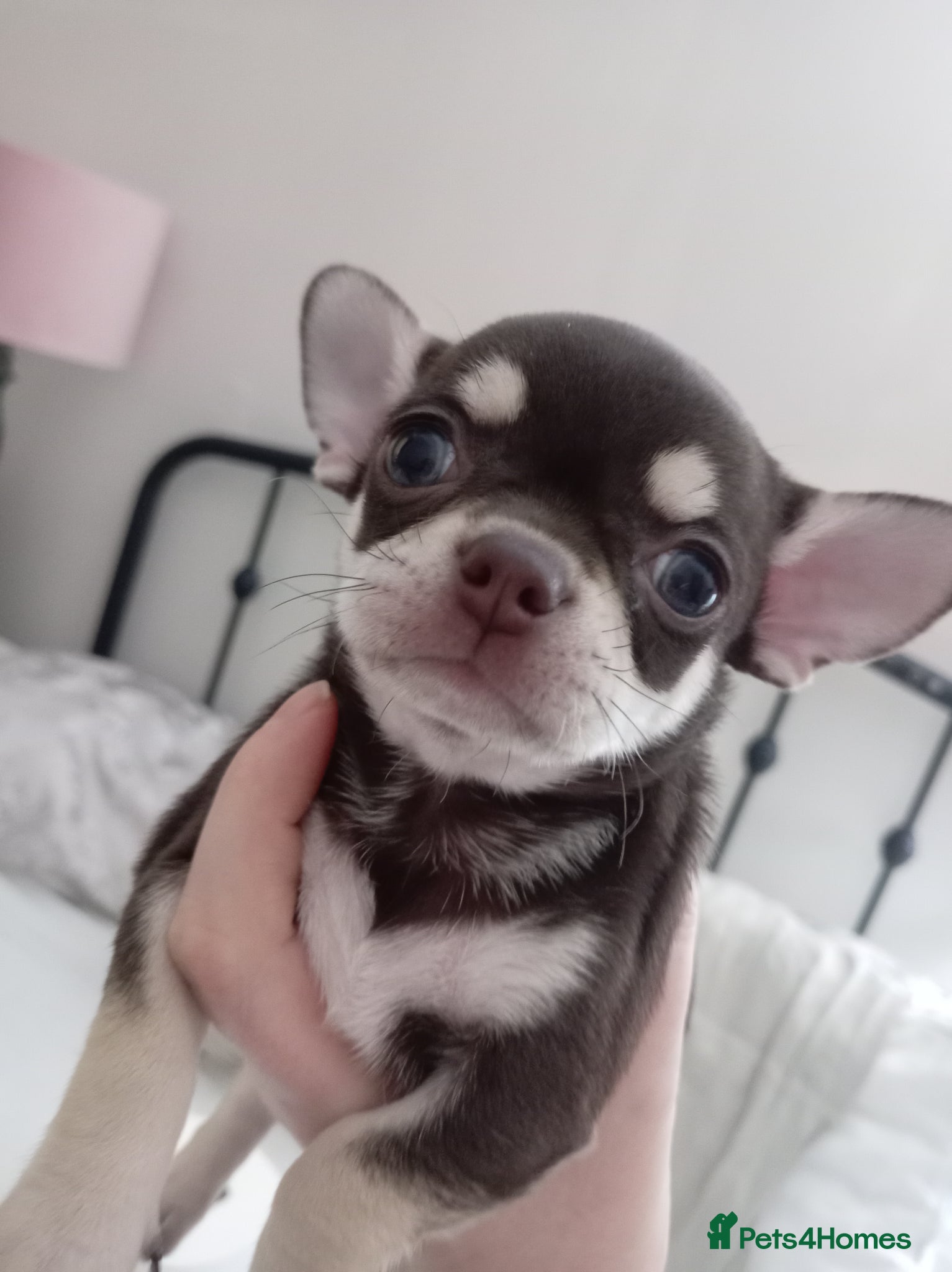 Chihuahua dogs Stunning Chihuahua puppies Blue lilac Chocolate  - Advert 18