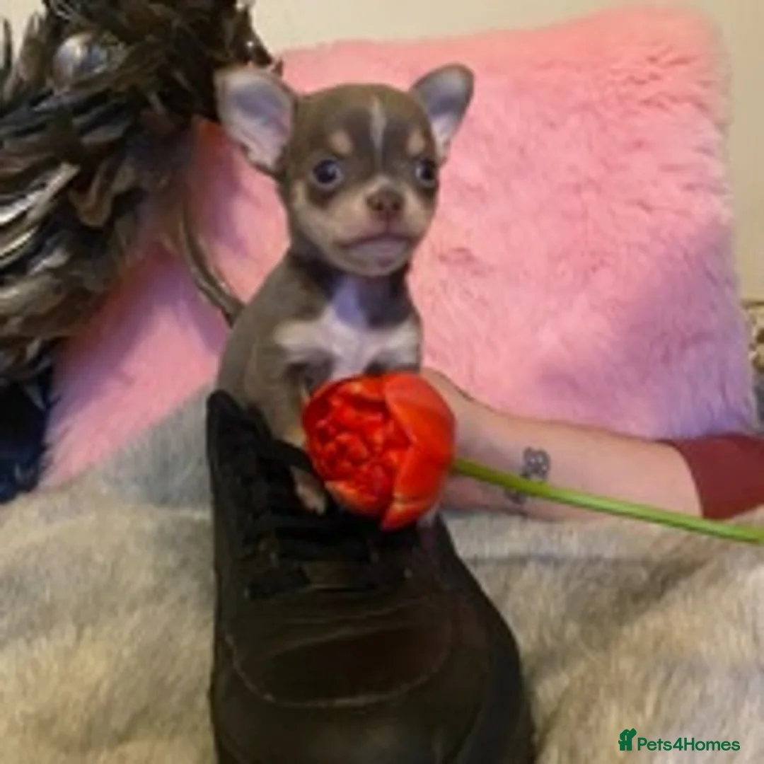 Chihuahua dogs for stud: KC STUD BOYS . STUD ONLY.  in Mansfield - Advert 13