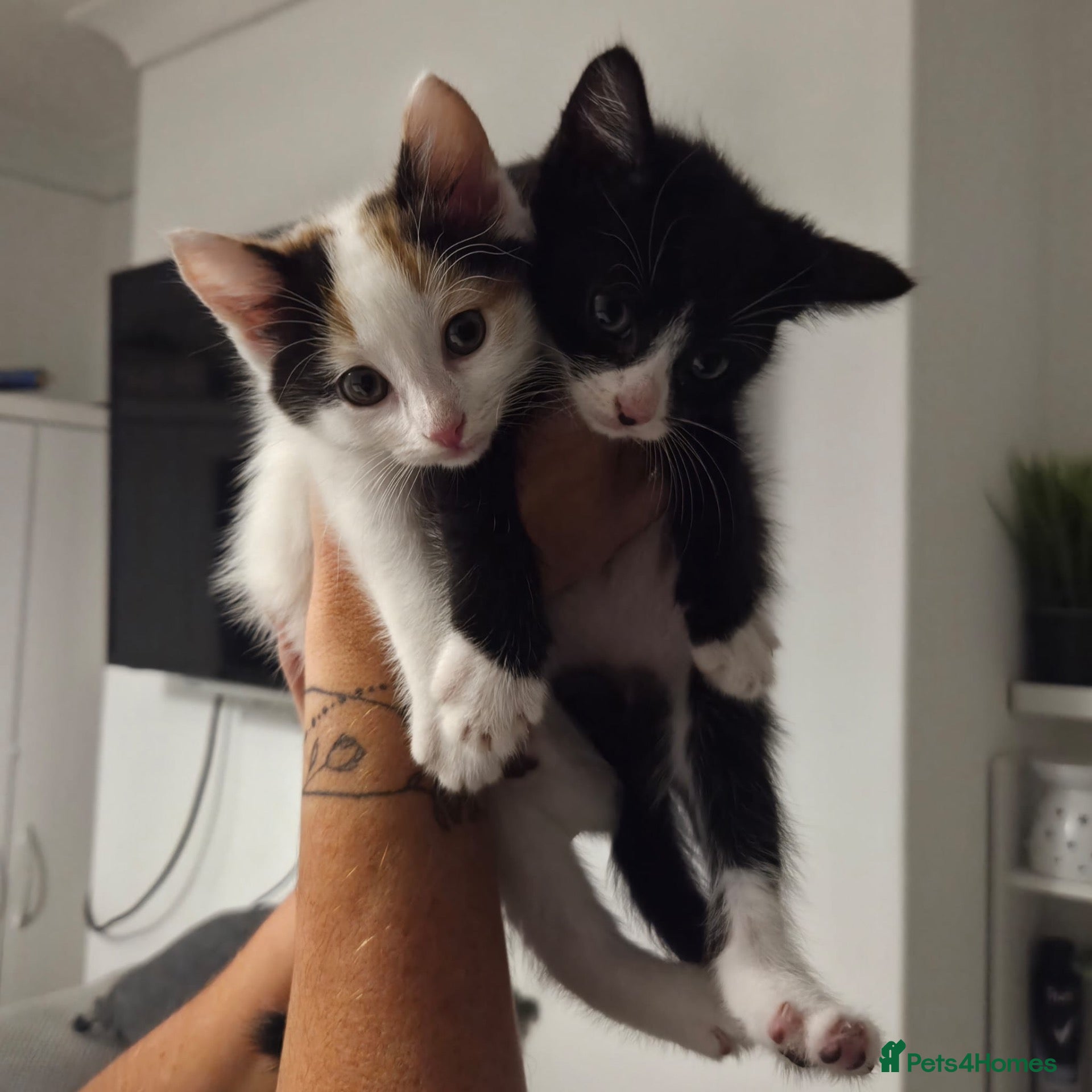 Mixed Breed cats 2 left. Ginger, tuxedo and calico kittens - Advert 2