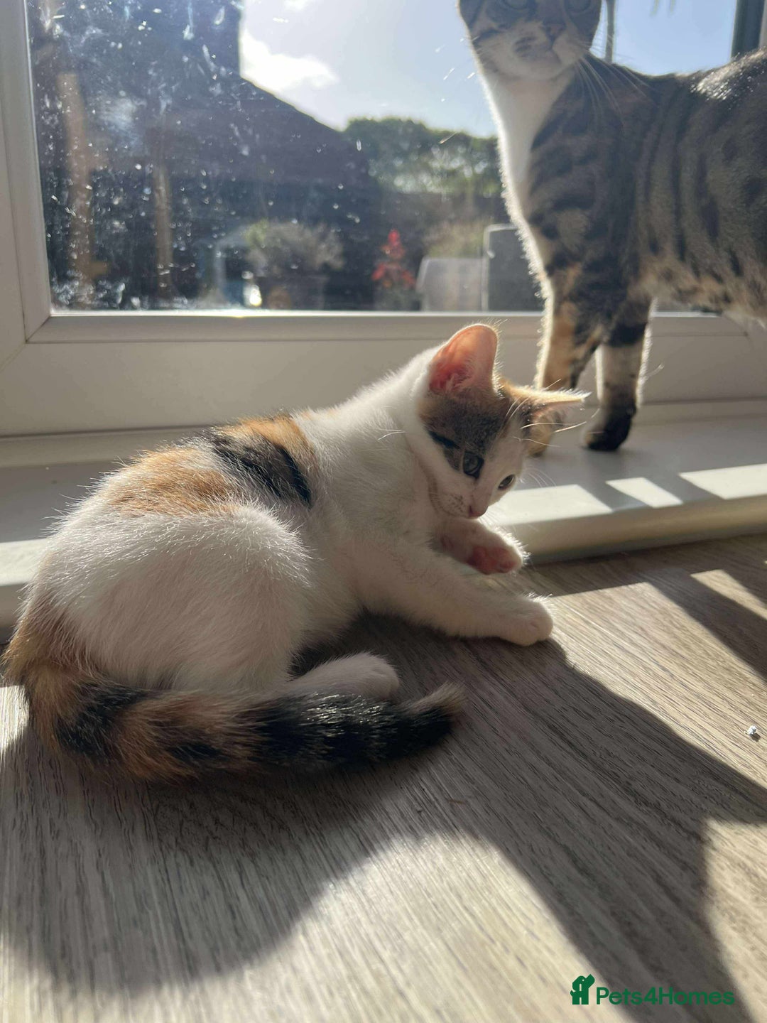 Mixed Breed cats for sale: Cute mixed Bengal kittens  - Image 9