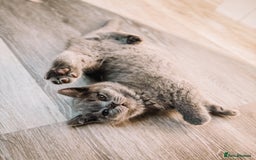 British Shorthair cats for sale: Last Blue boy British shorthair kitten GCCF - Image 4