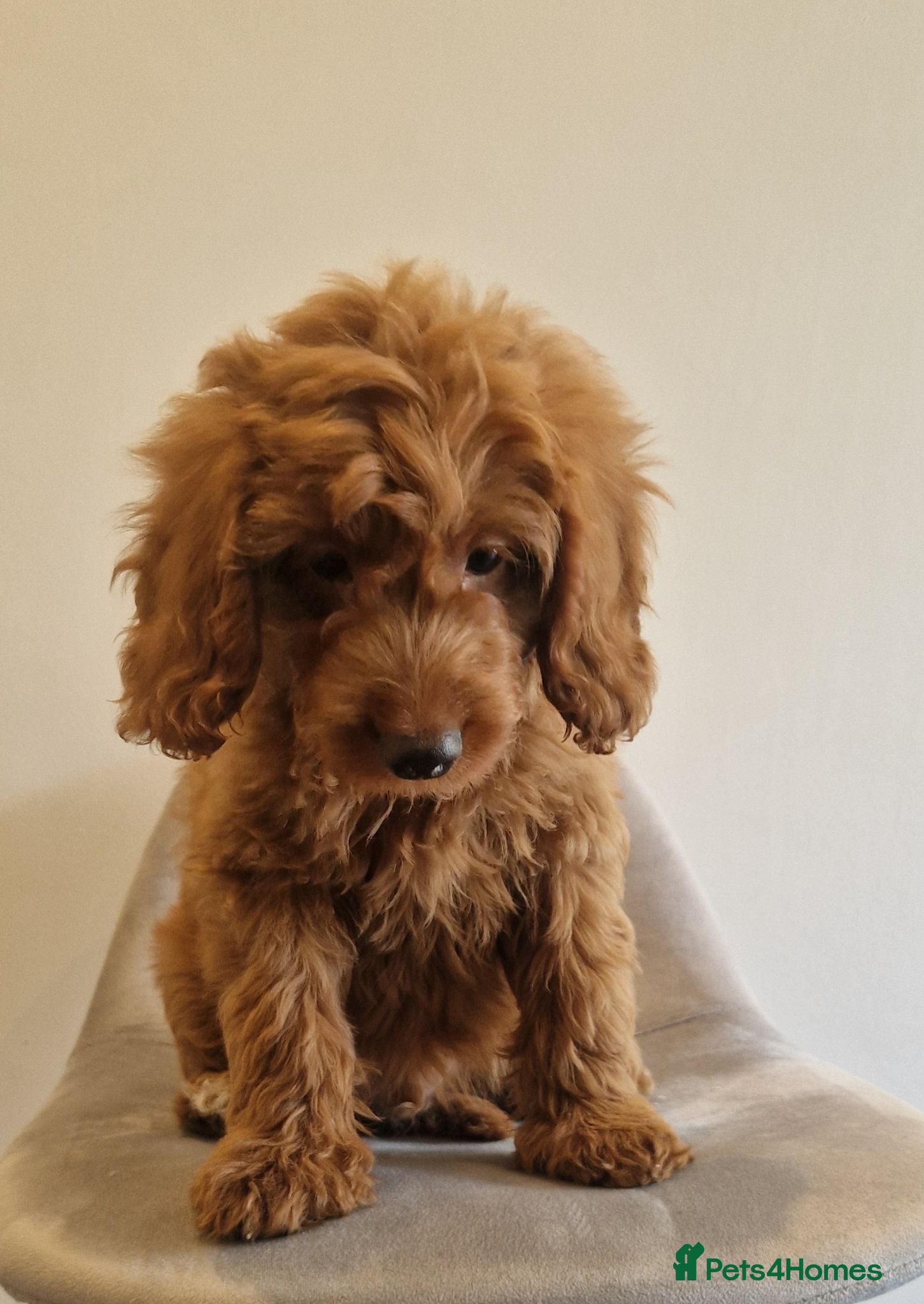Cockapoo dogs Beautiful health clear Cockapoo's - Advert 1