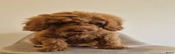 Cockapoo dogs for sale: Beautiful health clear Cockapoo's - Advert 1