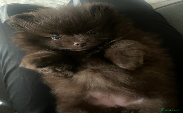 Pomeranian dogs Beautiful short snout kc pomeranian puppies - Advert 1