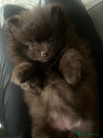 Pomeranian dogs Beautiful short snout kc pomeranian puppies - Advert 3