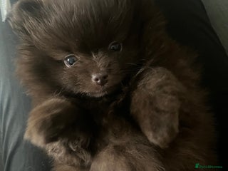 Pomeranian dogs Beautiful short snout kc pomeranian puppies - Advert 1