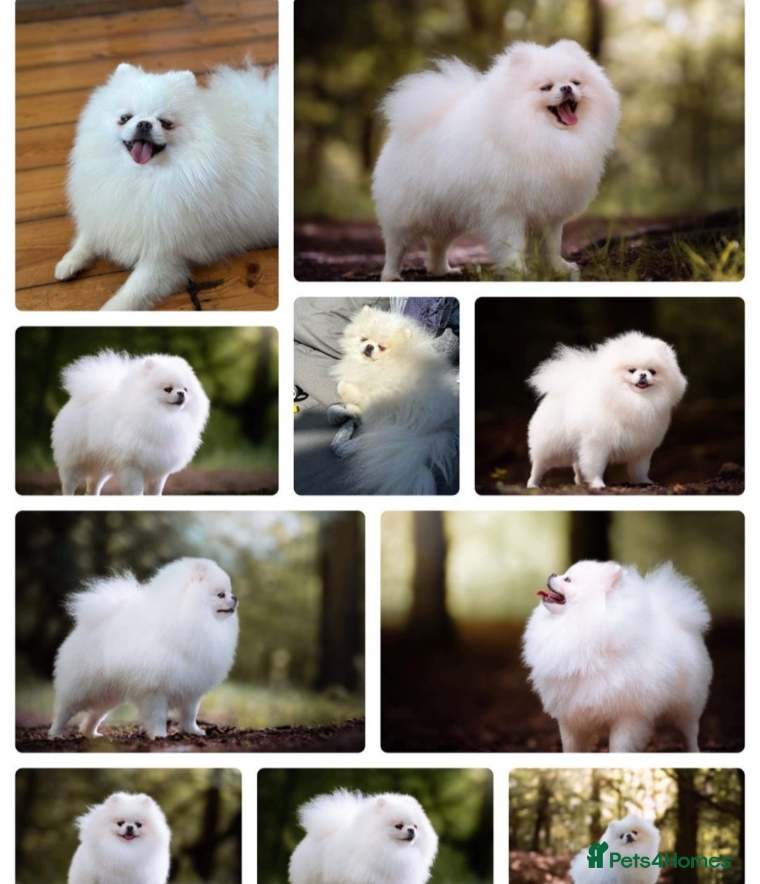 Pomeranian dogs for sale: Hello - Advert 38