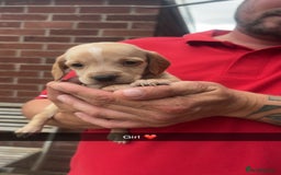 Mixed Breed dogs for sale: Beautiful Sprizla Puppies  - Image 6