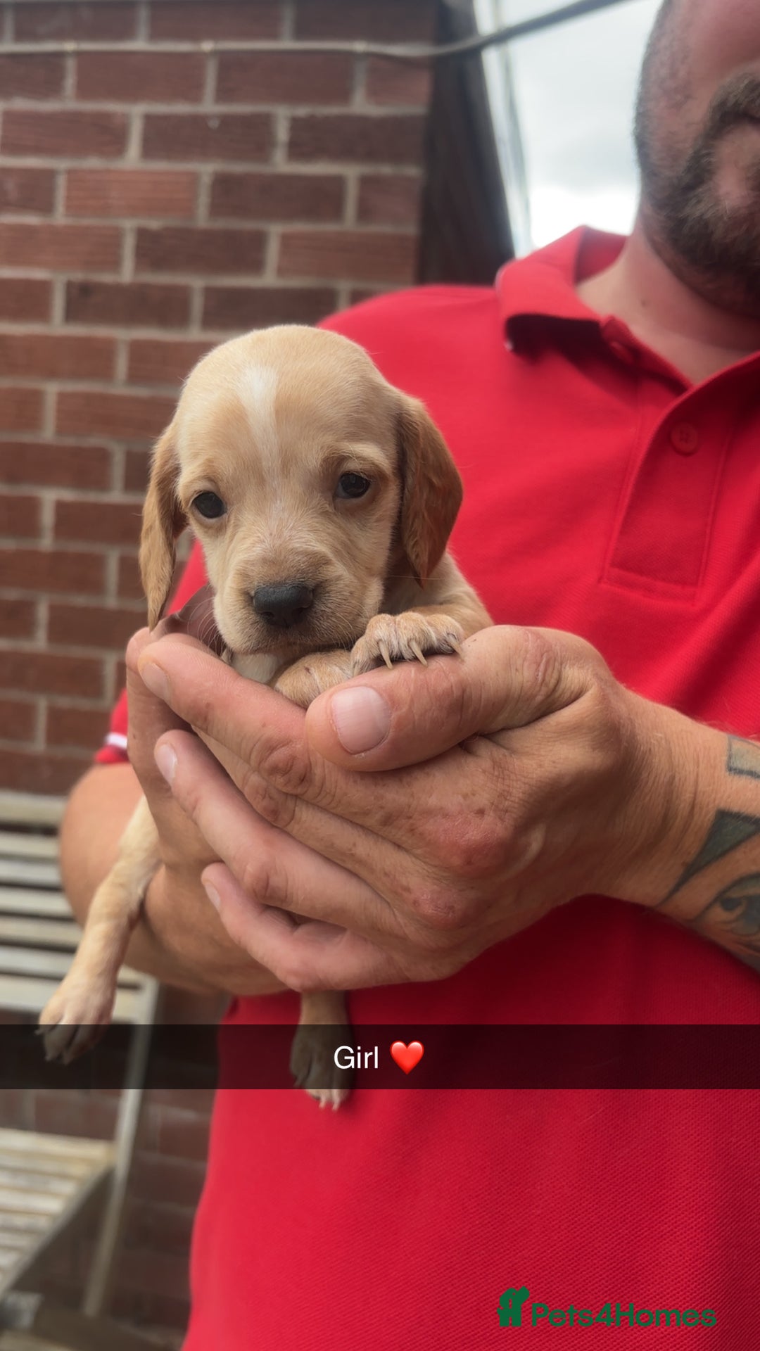 Mixed Breed dogs for sale: Beautiful Sprizla Puppies  - Image 6