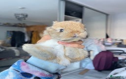 Mini Lion Lop rabbits for sale: Mini lop lion heads  - Image 2