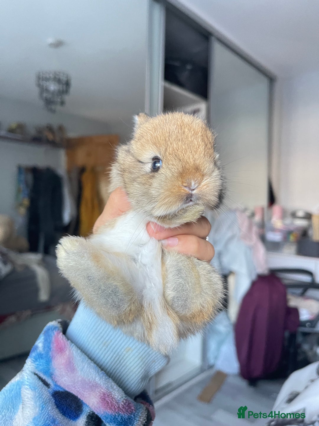 Mini Lion Lop rabbits for sale: Mini lop lion heads  - Image 2
