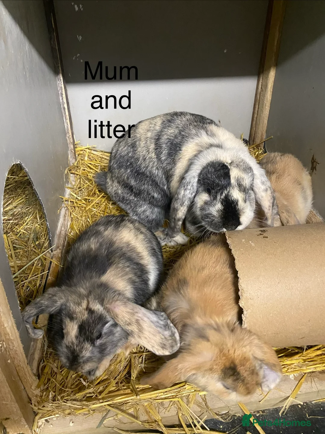 Mini Lop rabbits for sale: Beautiful Mini Lop bunnies  - Advert 1