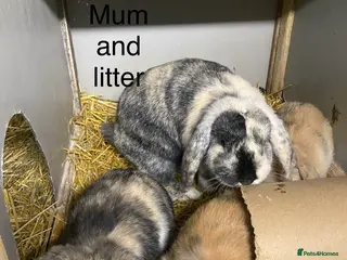 Mini Lop rabbits Beautiful Mini Lop bunnies - Advert 1