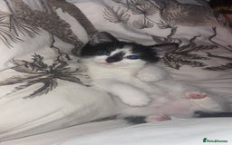 Brazilian Shorthair cats for sale: Needing a new home - Advert 2