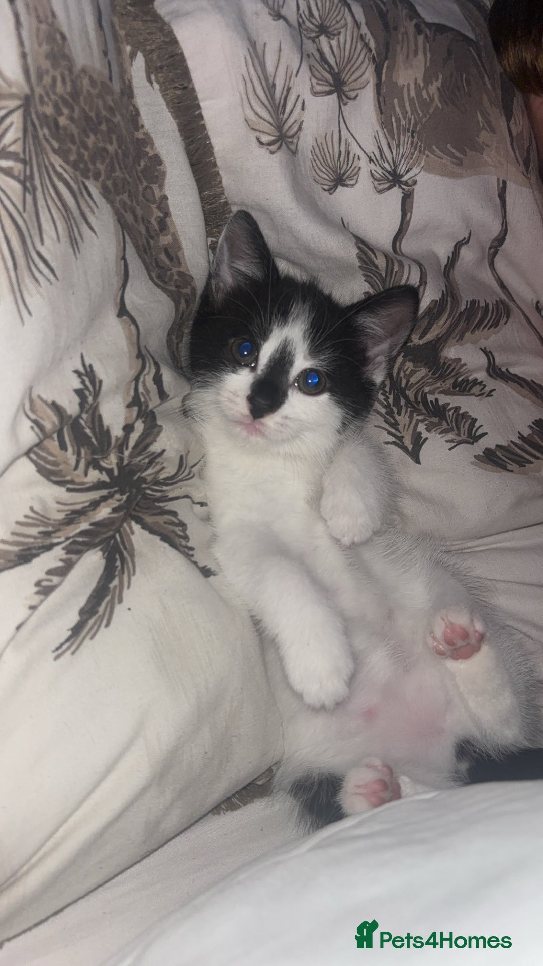 Brazilian Shorthair cats for sale: Needing a new home - Advert 2