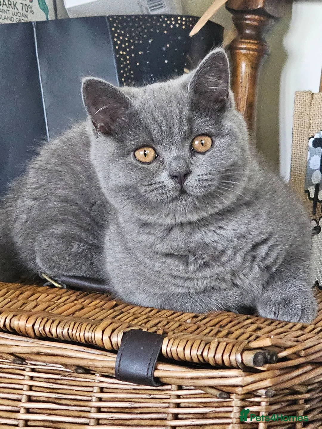 British Shorthair cats for sale: Pedigree British Shorthair Kittens - Advert 1