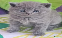 British Shorthair cats for sale: ⚜️British ShortHair Blue &Lilac kittens ⚜️GCCF ⚜️ - Image 8