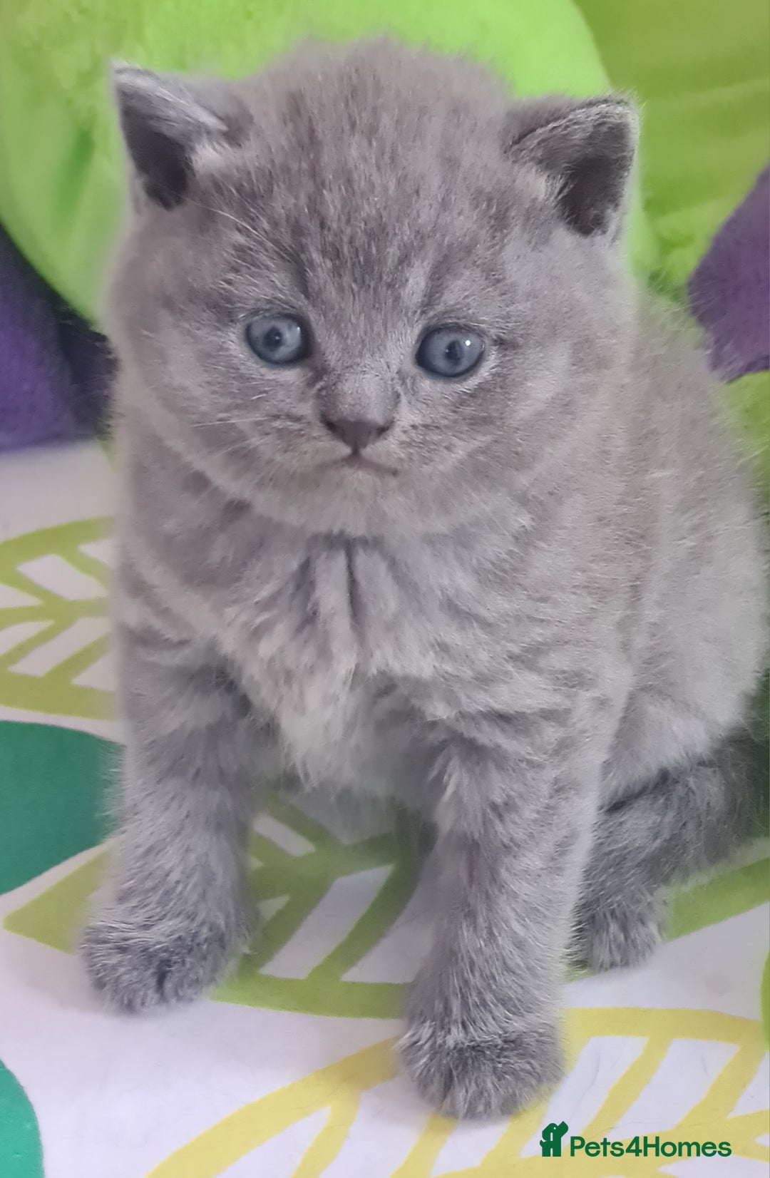 British Shorthair cats for sale: ⚜️British ShortHair Blue &Lilac kittens ⚜️GCCF ⚜️ - Image 8