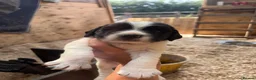 English Springer Spaniel dogs for sale: Three male springer spaniel pups  - Advert 6