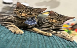 American Shorthair cats for sale: Pedro and Tigger - male tabby’s  - Image 8