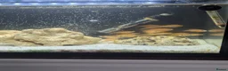 Cichlids fish for sale: African cichlid fish for sale  in Liverpool - Advert 5