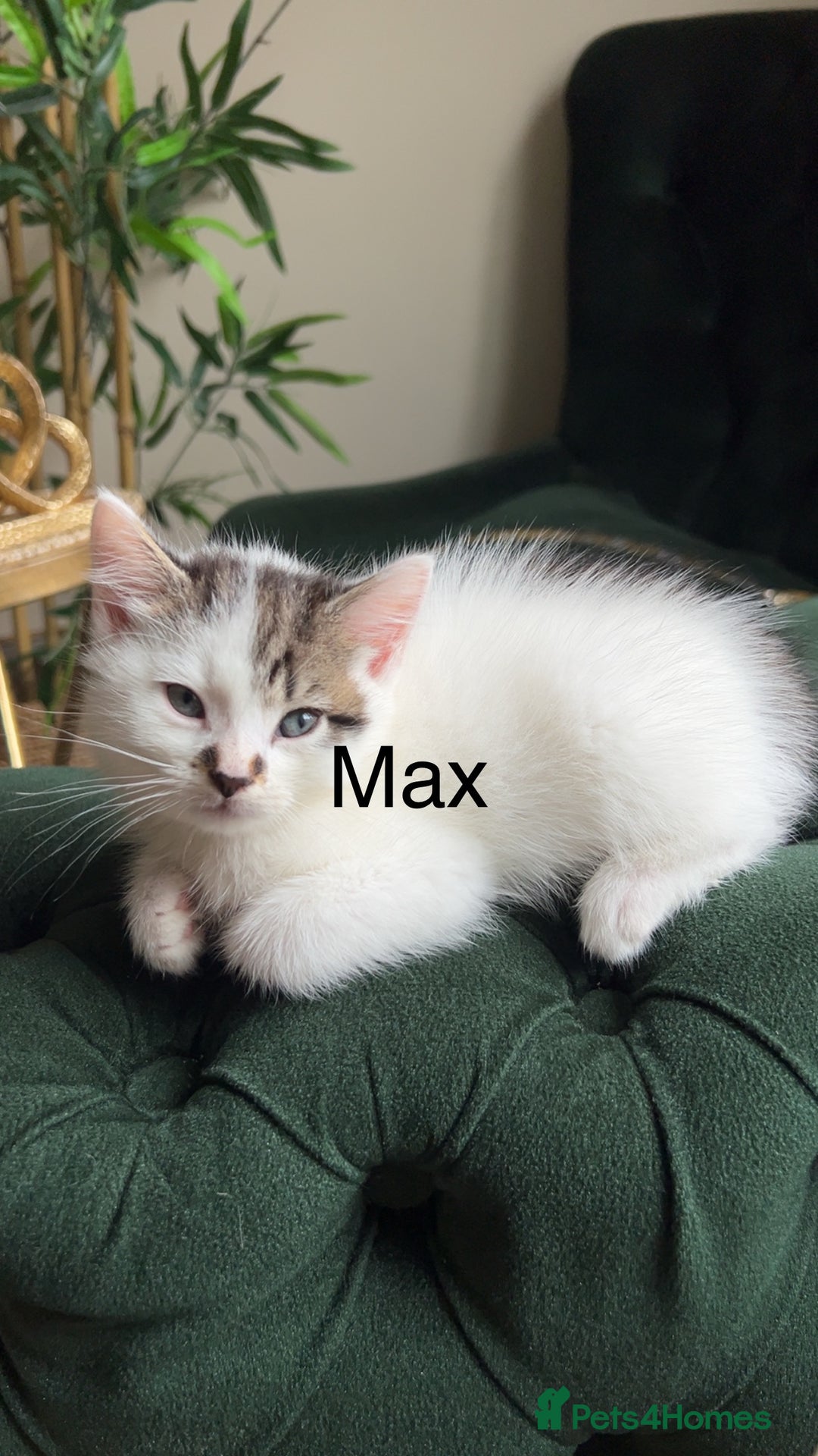 Mixed Breed cats for sale: Kittens for sale  - Image 7