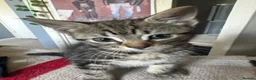 Mixed Breed cats for sale: Two Beautiful kittens ! in London - Advert 6