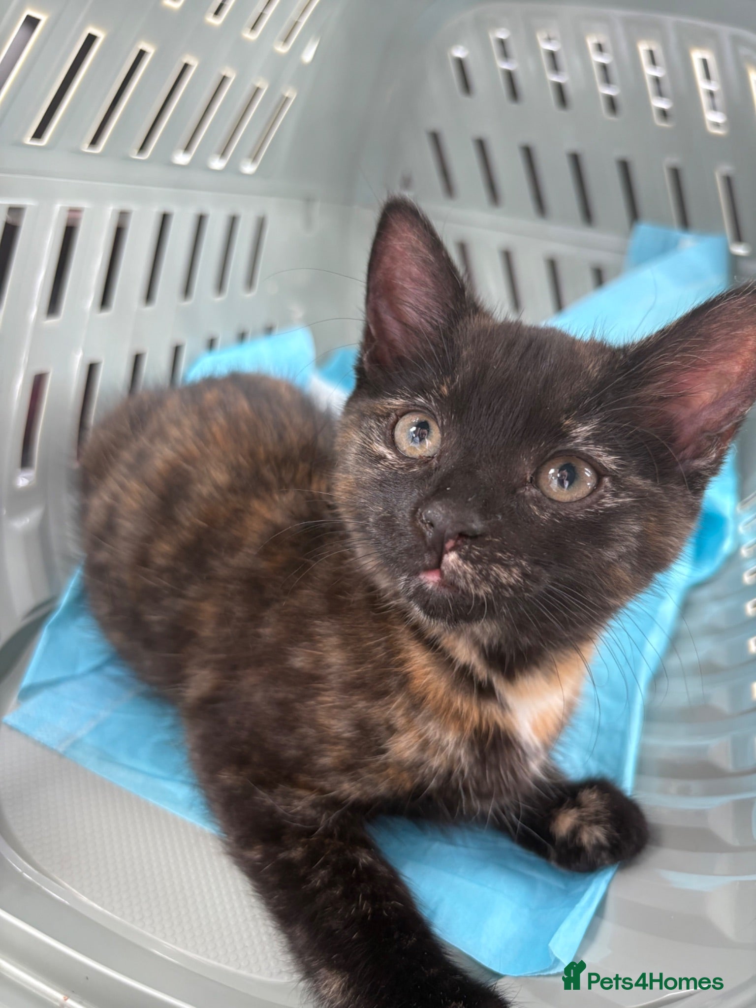 Mixed Breed cats Tortoise Female Kitten  - Advert 3